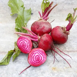 Beet Seeds - Chioggia